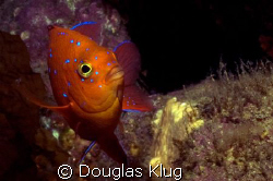 Showing His Spots

A juvenile Garibaldi displays neon b... by Douglas Klug 